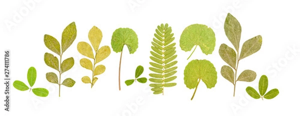Obraz Set of dry pressed small cute leaves of various shapes isolated