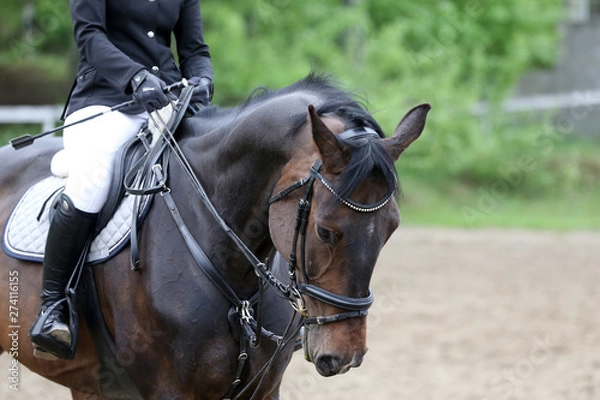 Obraz Portrait of beautiful show jumper horse in motion on racing track