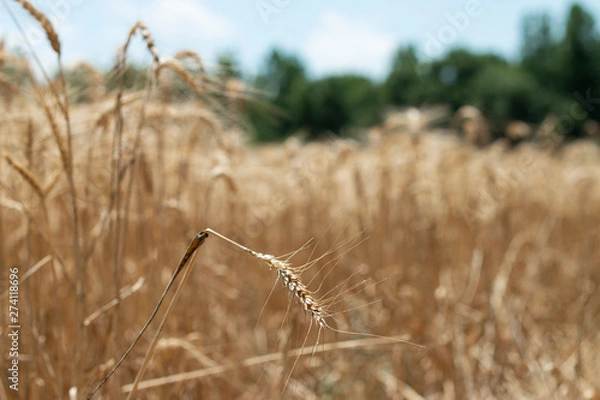 Obraz Wheat field with focus on single straw