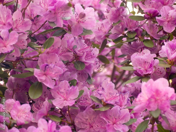 Fototapeta rhododendron dauricum