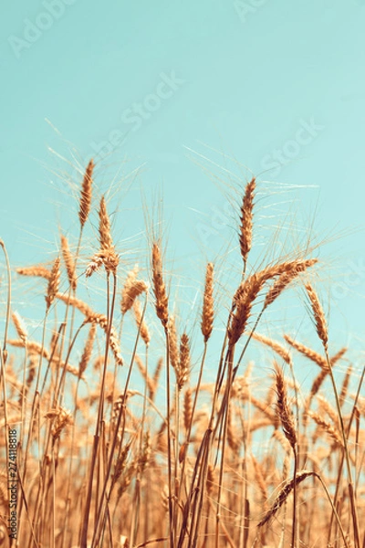 Obraz Wheat field straw with blue sky