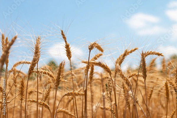 Obraz Wheat field straw with blue sky