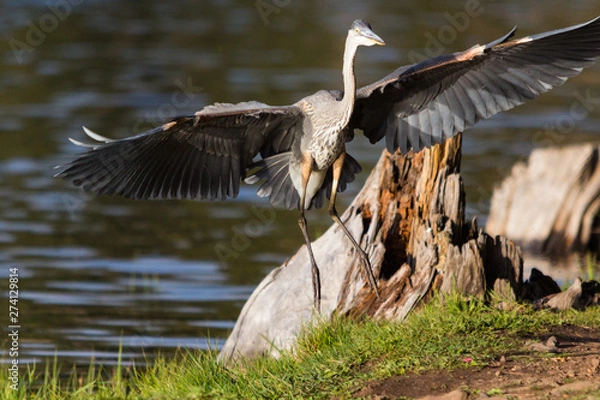 Obraz Blue Heron lands