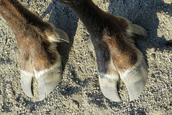 Fototapeta Two hooves of an Swedisch elk / moose