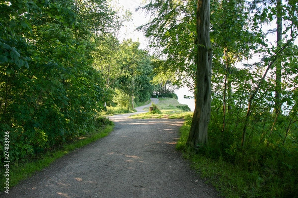 Obraz road in forest