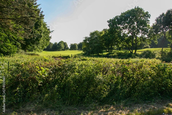Obraz landscape with trees