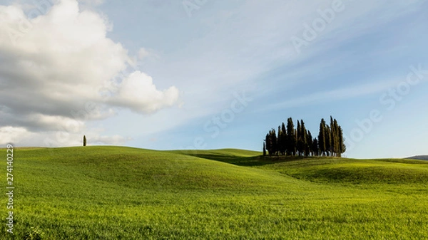 Obraz Cyprysy na wzgórzu, Dolina Val D'Orcia, Toskania, Italy 