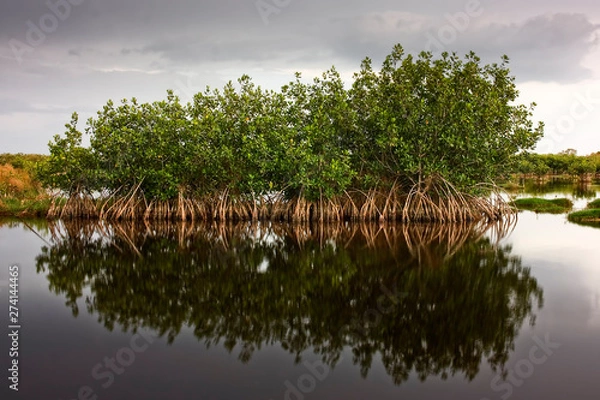 Obraz Red Mangroves 01