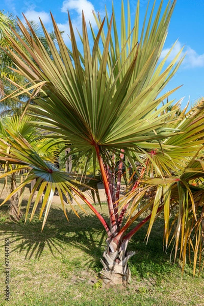 Obraz Latanier rouge