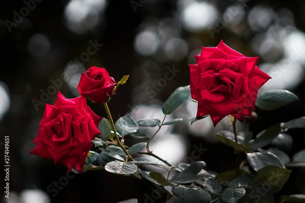 Fototapeta Red Rose III