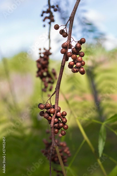 Fototapeta something on a branch