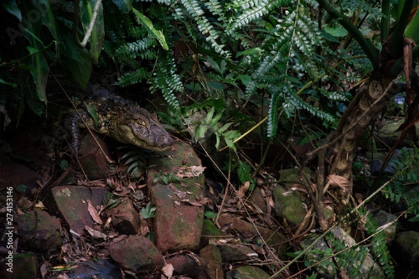 Fototapeta Caiman, cocodrillo