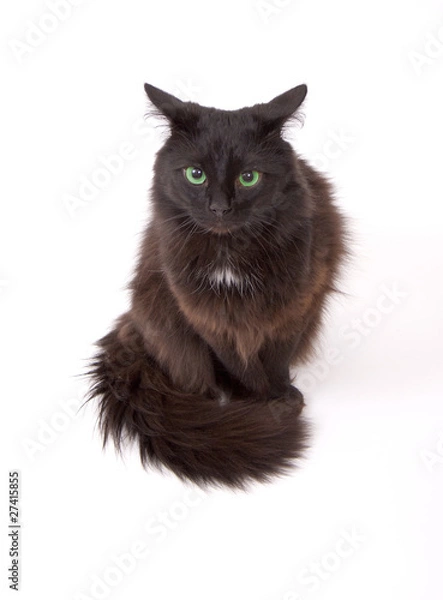 Fototapeta Angry black cat with beautiful green eyes isolated on white back