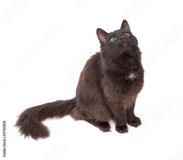 Obraz Black cat with beautiful green eyes isolated on white background