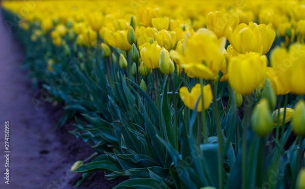 Obraz even more flowers