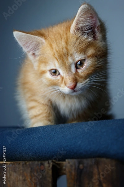 Obraz Keks sitting I