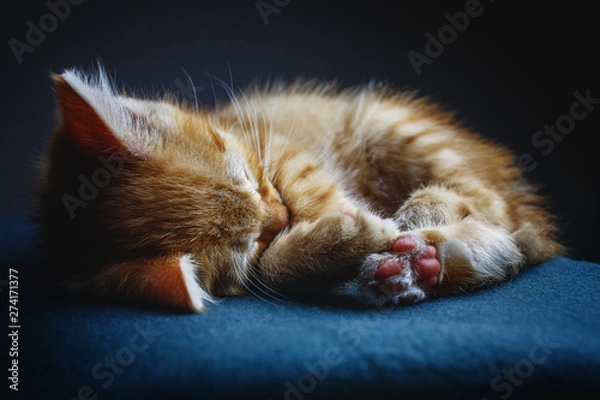 Obraz Keks sleeping I