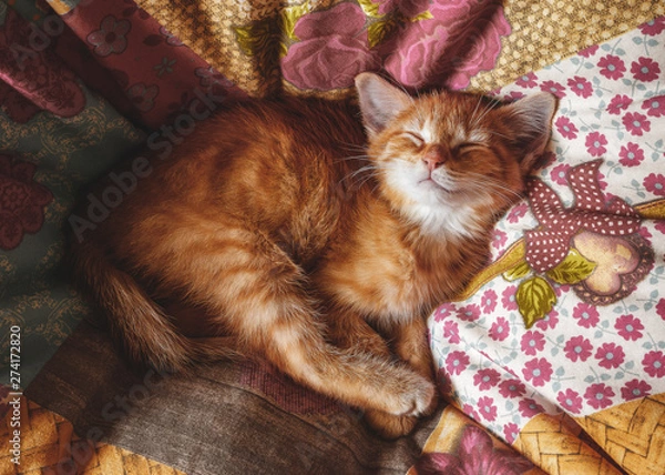 Obraz keks sleeping ii