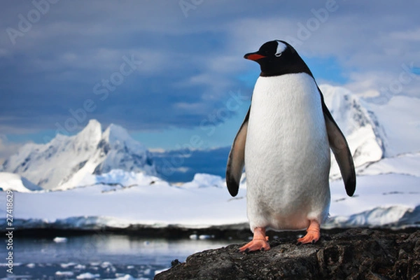 Fototapeta pingwin na skałach