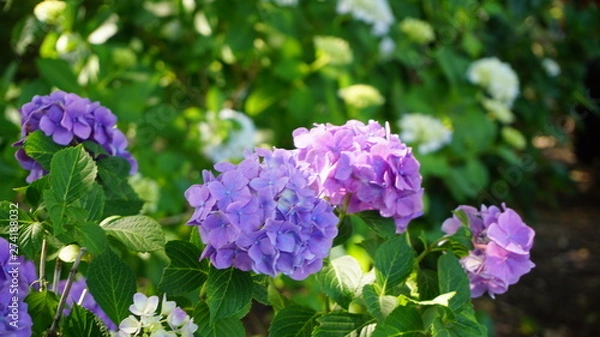 Fototapeta 和の情緒溢れるアジサイ！