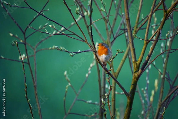 Fototapeta robin