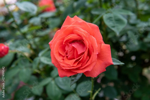 Fototapeta バラ 薔薇 スーパースター トロピカーナ