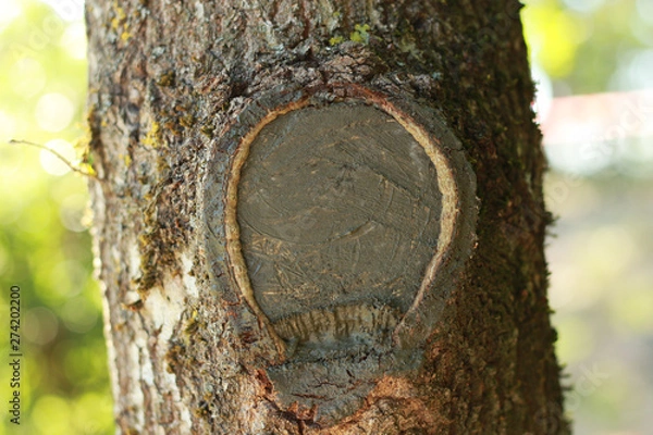 Obraz Tree knot with bright background