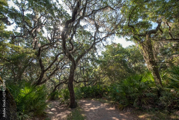 Fototapeta Live oak tree over trail