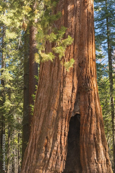 Fototapeta Giant Sequoias Forest. Sequoia National Park in California Sierra Nevada Mountains, United States. Classic view of famous giant sequoia trees, also known as giant redwoods or Sierra redwoods