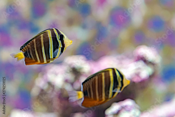 Obraz ヒレナガハギ