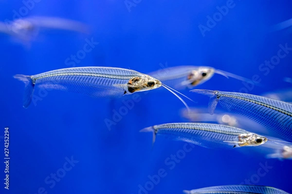 Obraz グラスキャットフィッシュ