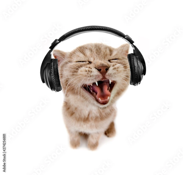 Obraz kitten listens to music in earphones