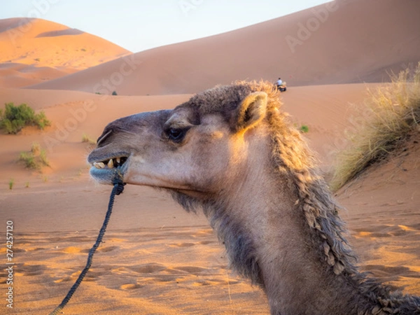 Fototapeta Closeup face of Arabian camel or Dromedary (Camelus dromedarius) the tallest of the three species of camel.