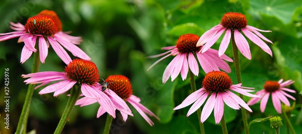 Obraz Banner Echinacea 04
