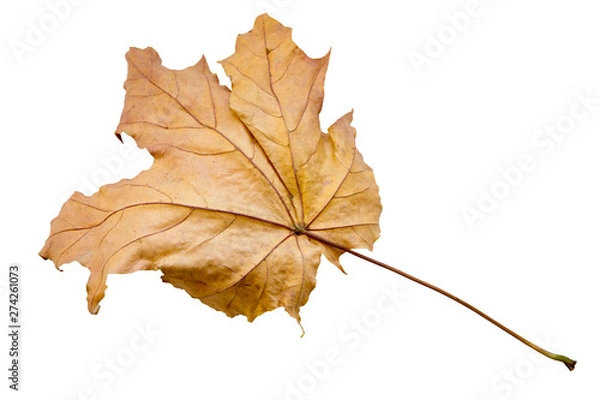 Fototapeta maple tree leaf