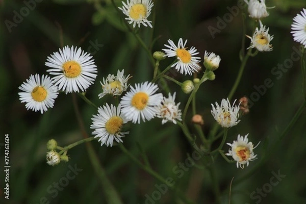 Obraz Wildflower C creek 08