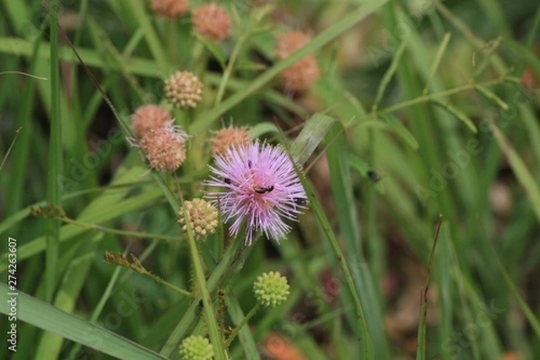 Fototapeta Wildflower c creek 07