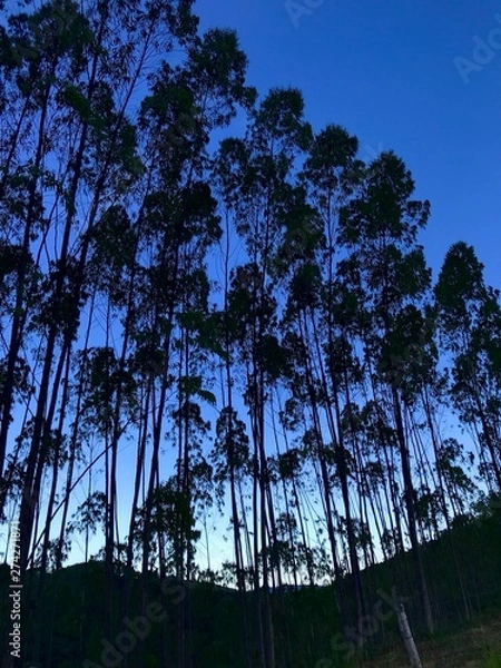 Fototapeta trees and sky