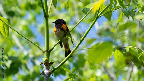 Obraz Cute orange and black bird (American Redstart) surrounded by vibrant green leaves during during spring 2019 in The Province of Quebec, Canada.