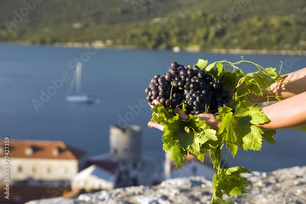 Obraz grapes in hand with sea in background