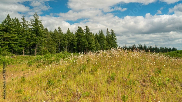 Fototapeta Wild Flowers In Bloom At Mima Mounds