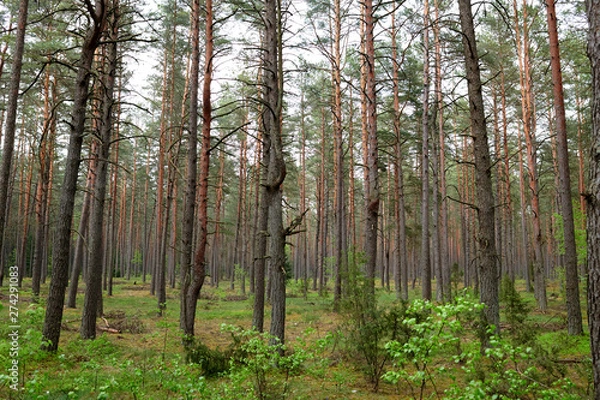 Fototapeta Forests in Lithuania