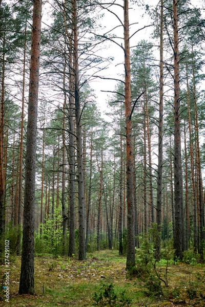 Fototapeta Forests in Lithuania