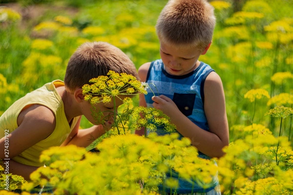 Fototapeta Two charming children in T-shirt against background of green flowering bush. kids examines dill flowers  and daisy through magnifying glass. Spring floral background. soft lens
