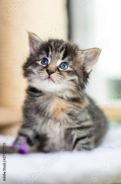 Obraz Small kitten blue eys fluffy