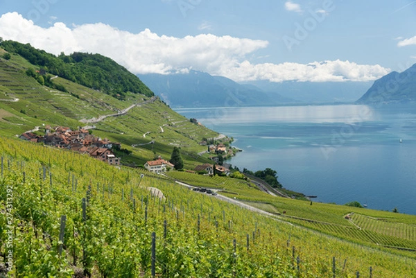 Obraz Le Lavaux