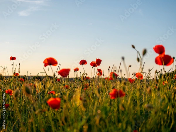 Obraz Image of huge poppy field during sunset