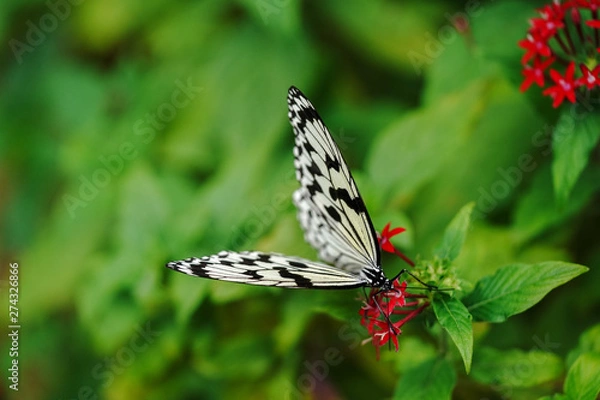 Fototapeta オオゴマダラ