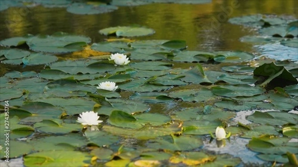 Obraz White lotus in the pond