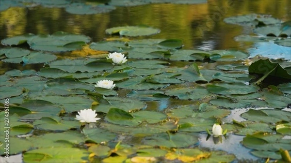 Obraz White lotus in the swamp